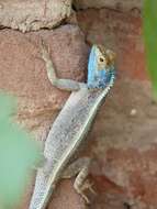 Image of Mozambique Agama