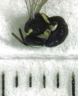 Plancia ëd Hylaeus euxanthus (Cockerell 1910)