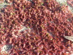 Image of Drosera aberrans (Lowrie & Carlquist) Lowrie & Conran