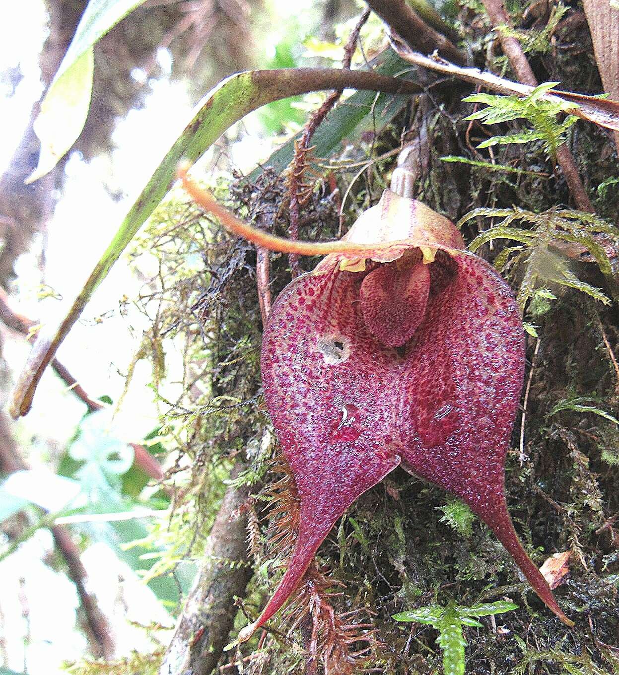 Imagem de Masdevallia angulata Rchb. fil.