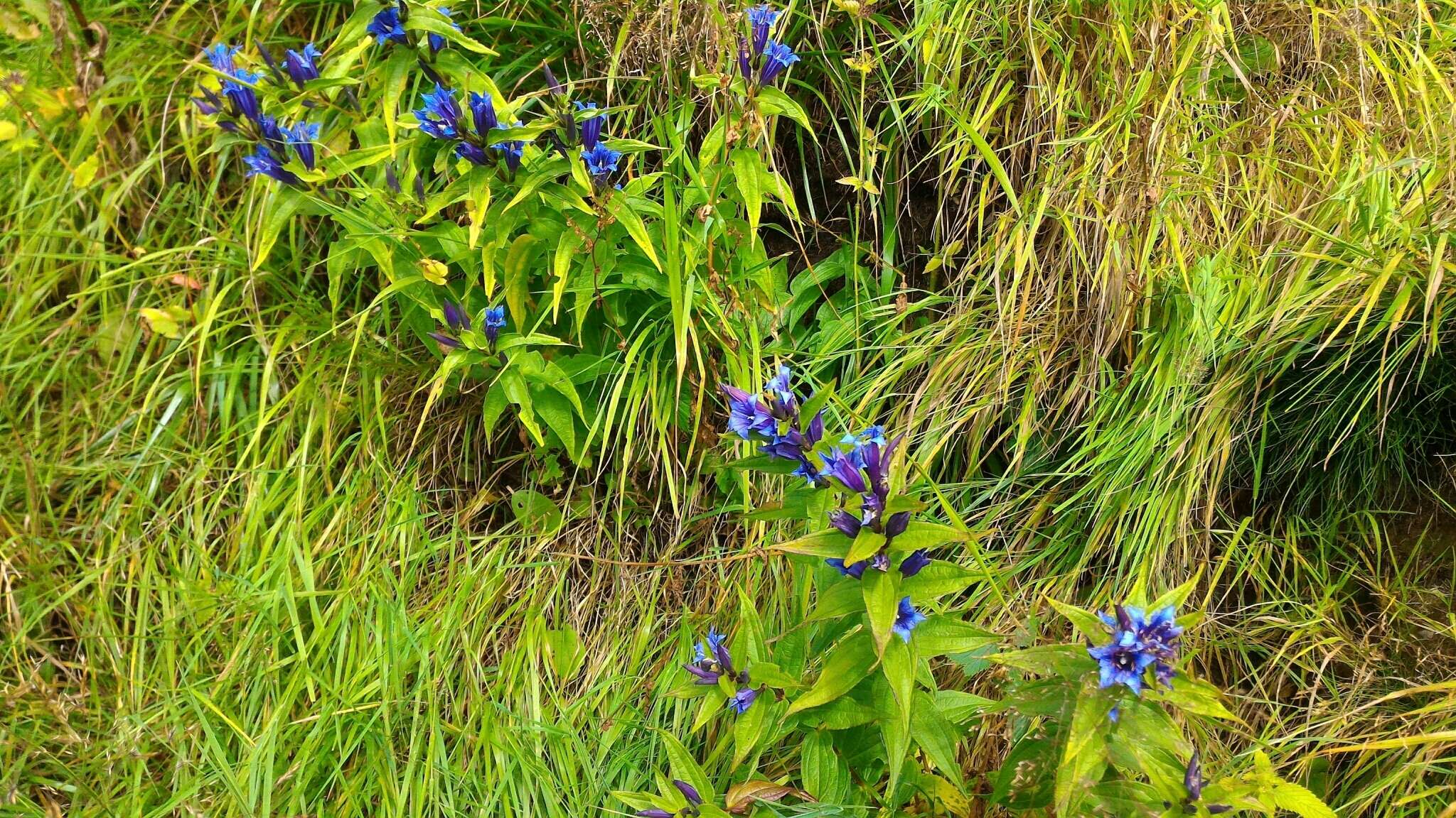 Image of Gentiana asclepiadea L.