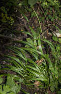 Imagem de Oryzopsis racemosa (Sm.) Ricker ex Hitchc.