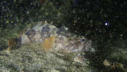 Image of Pleated toadfish