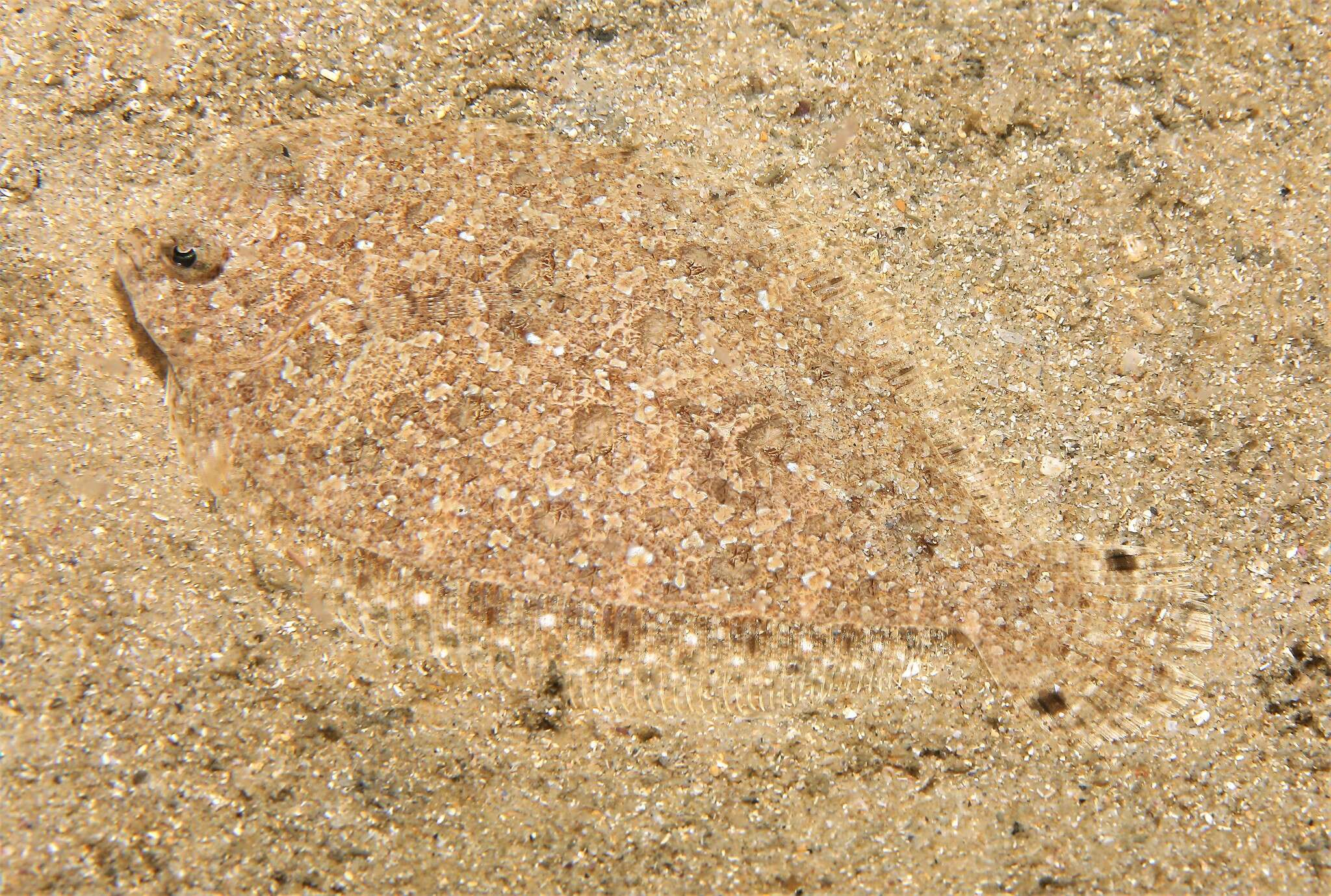 Image of Flounder