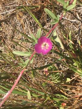 Plancia ëd Clarkia prostrata H. & M. Lewis