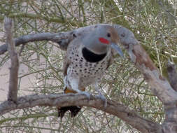 Image of Gilded Flicker