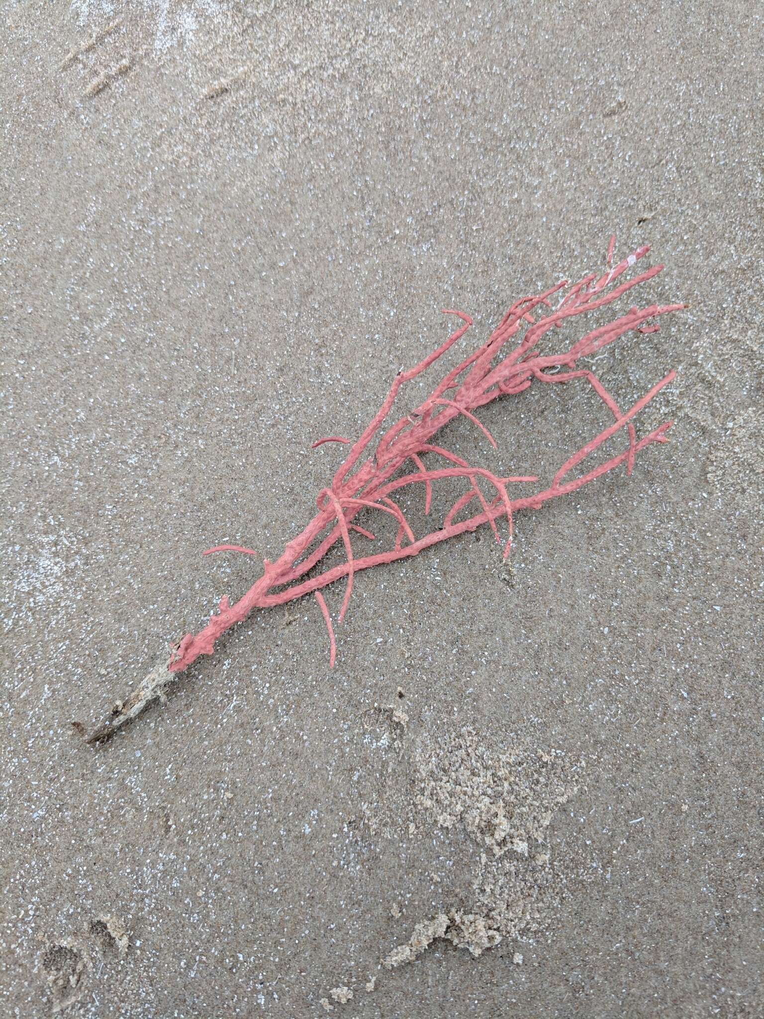 Image of regal sea fan