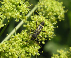 Image of Cyrtoclytus capra (Germar 1824)