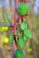 Image of Passiflora viridiflora Cav.