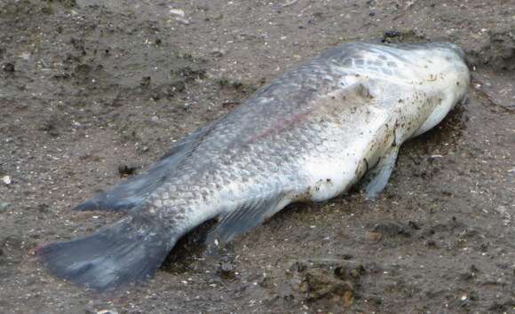 Image of Mozambique Tilapia