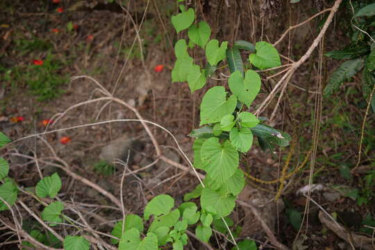 Image of Tinospora crispa (L.) Miers ex Hook. fil. & Thoms.