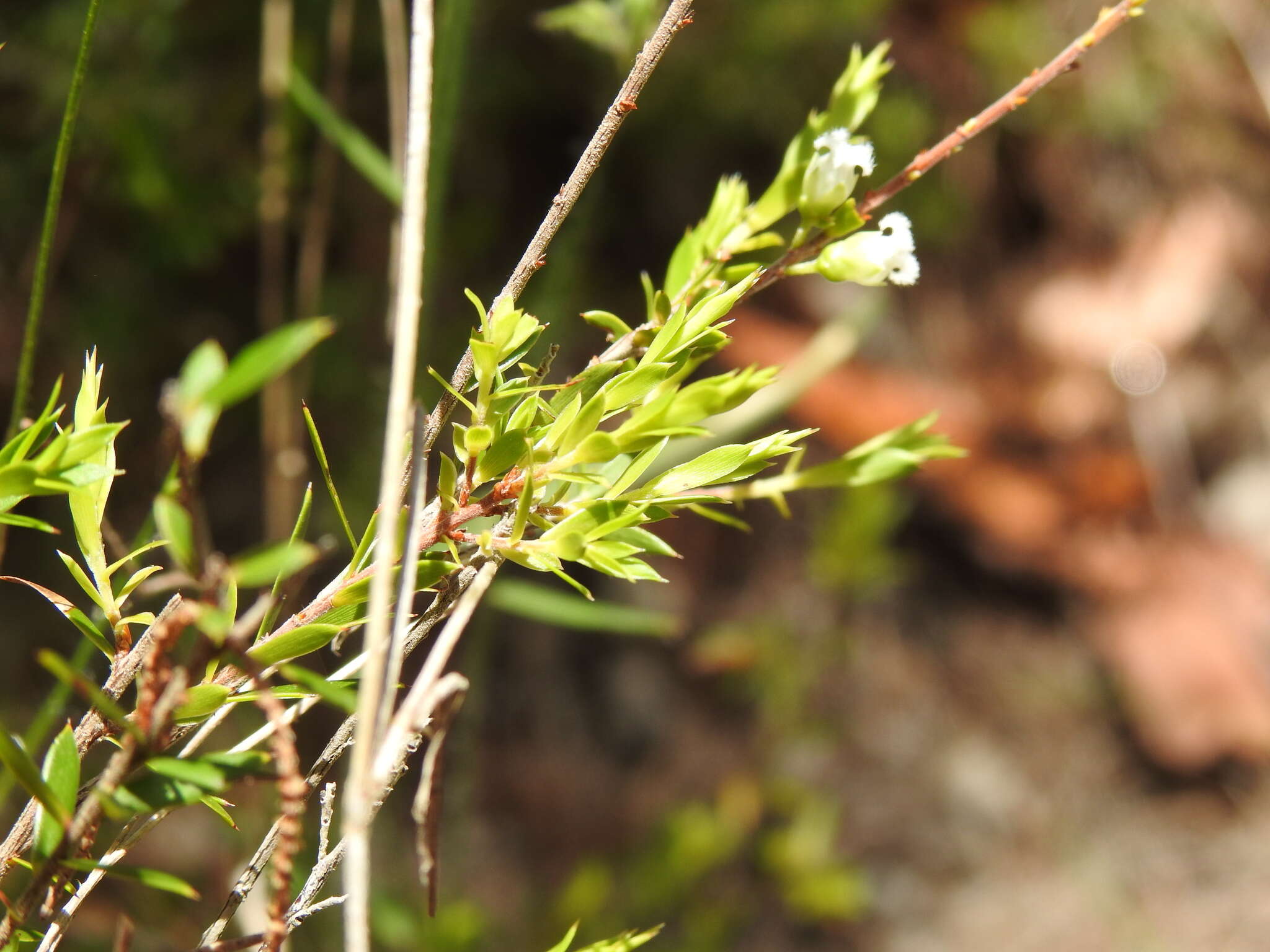 Image of Leucopogon leptospermoides R. Br.