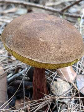 Image of Boletellus sinapipes N. A. Fechner, K. Syme, R. Rob. & Halling 2015