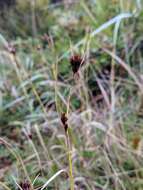 Image of brownish beaksedge