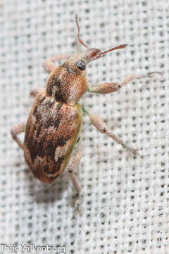 Image of Coniatus repandus