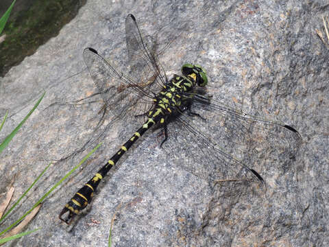 Image of <i>Onychogomphus <i>forcipatus</i></i> forcipatus