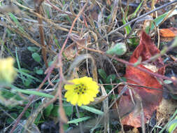 Image of hayfield tarweed