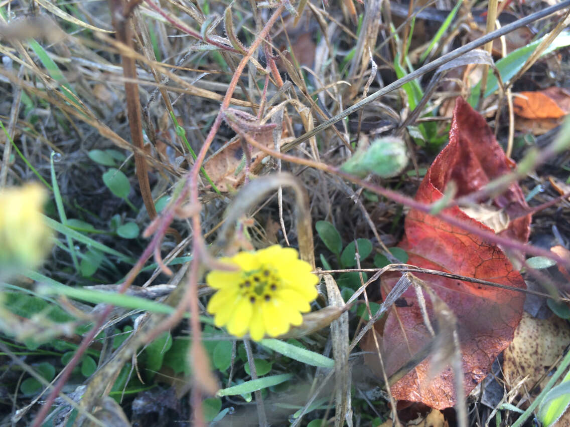 Image of hayfield tarweed