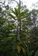 Image of Astrotricha pterocarpa Benth.
