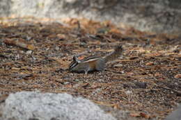 Image of lodgepole chipmunk