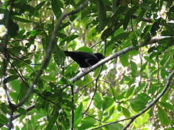 Image of New Caledonian Crow