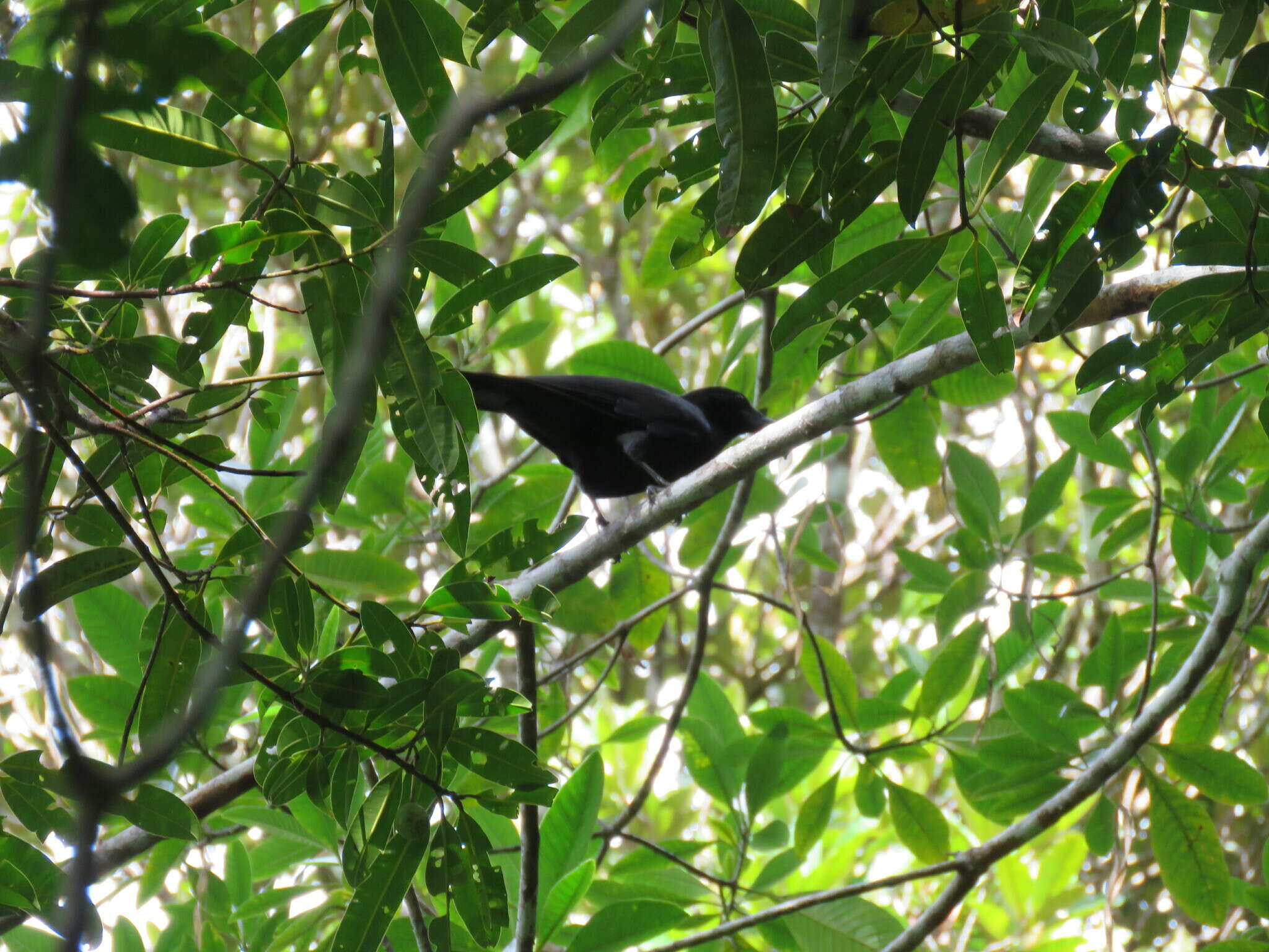 Image of New Caledonian Crow