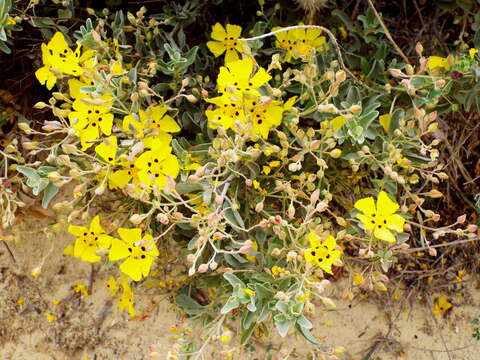 Image of Halimium halimifolium subsp. halimifolium