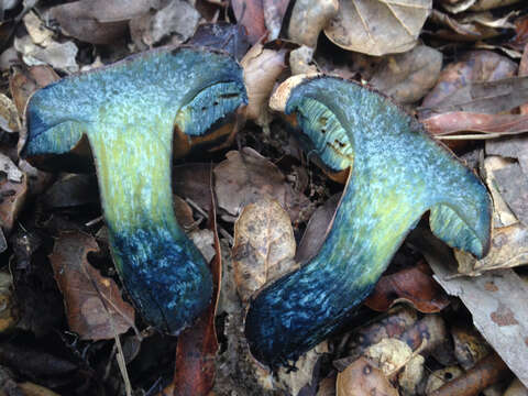 Image of Liver Bolete