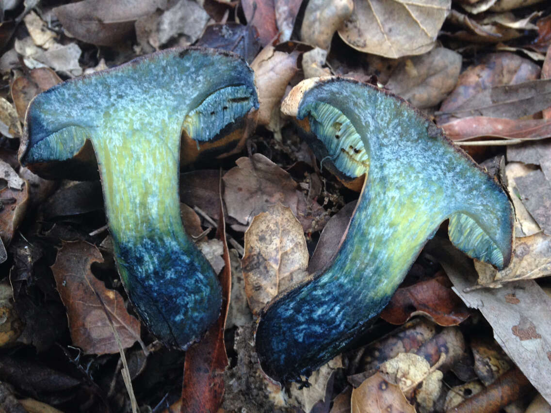 Image of Liver Bolete