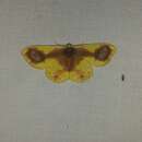 Image of Plutodes lamisca Swinhoe 1894