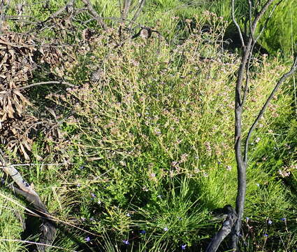 Plancia ëd Senecio agapetes C. Jeffrey