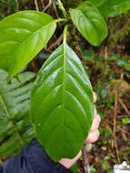 Image of Tetrorchidium costaricense Huft