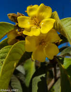 Imagem de Hugonia brewerioides Baker