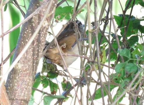 Image of Isthmian Wren
