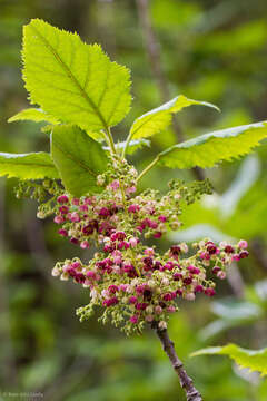 Image of wineberry