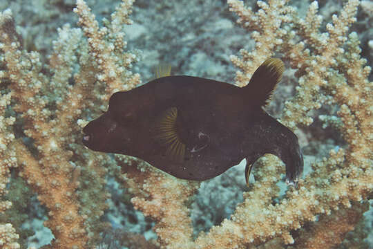 Image of Black Spotted Blow Fish