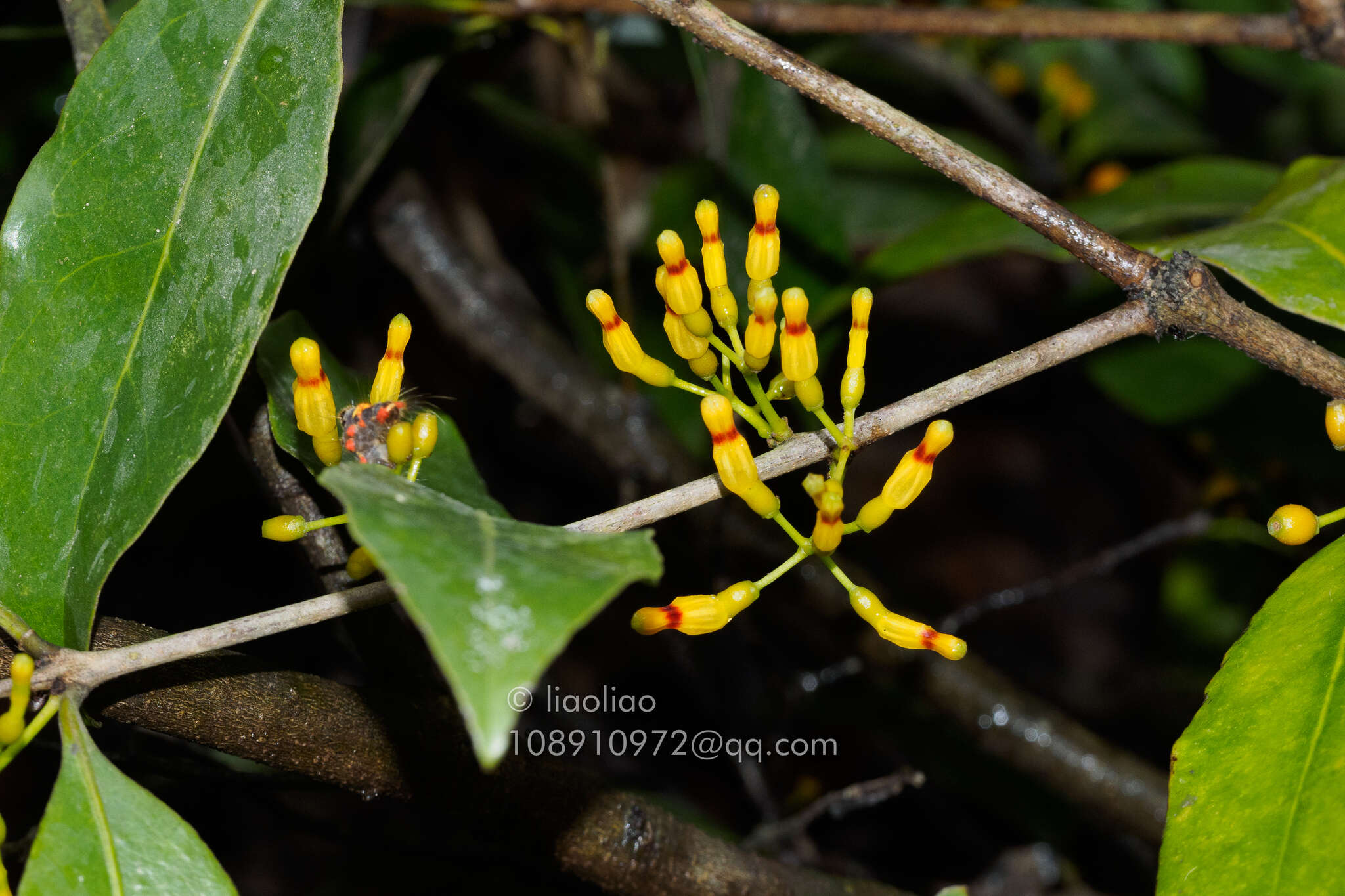 Слика од Macrosolen cochinchinensis (Lour.) van Tiegh.