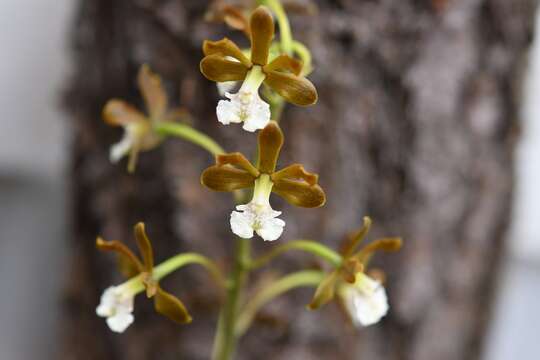 Image of Prosthechea varicosa (Bateman ex Lindl.) W. E. Higgins