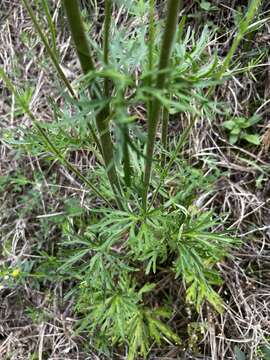 Delphinium carolinianum subsp. carolinianum的圖片