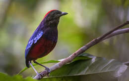 Image of Garnet Pitta