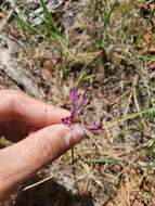 Image of penisula onion