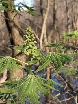 Imagem de Aesculus glabra var. arguta (Raf.) B. L. Robins.