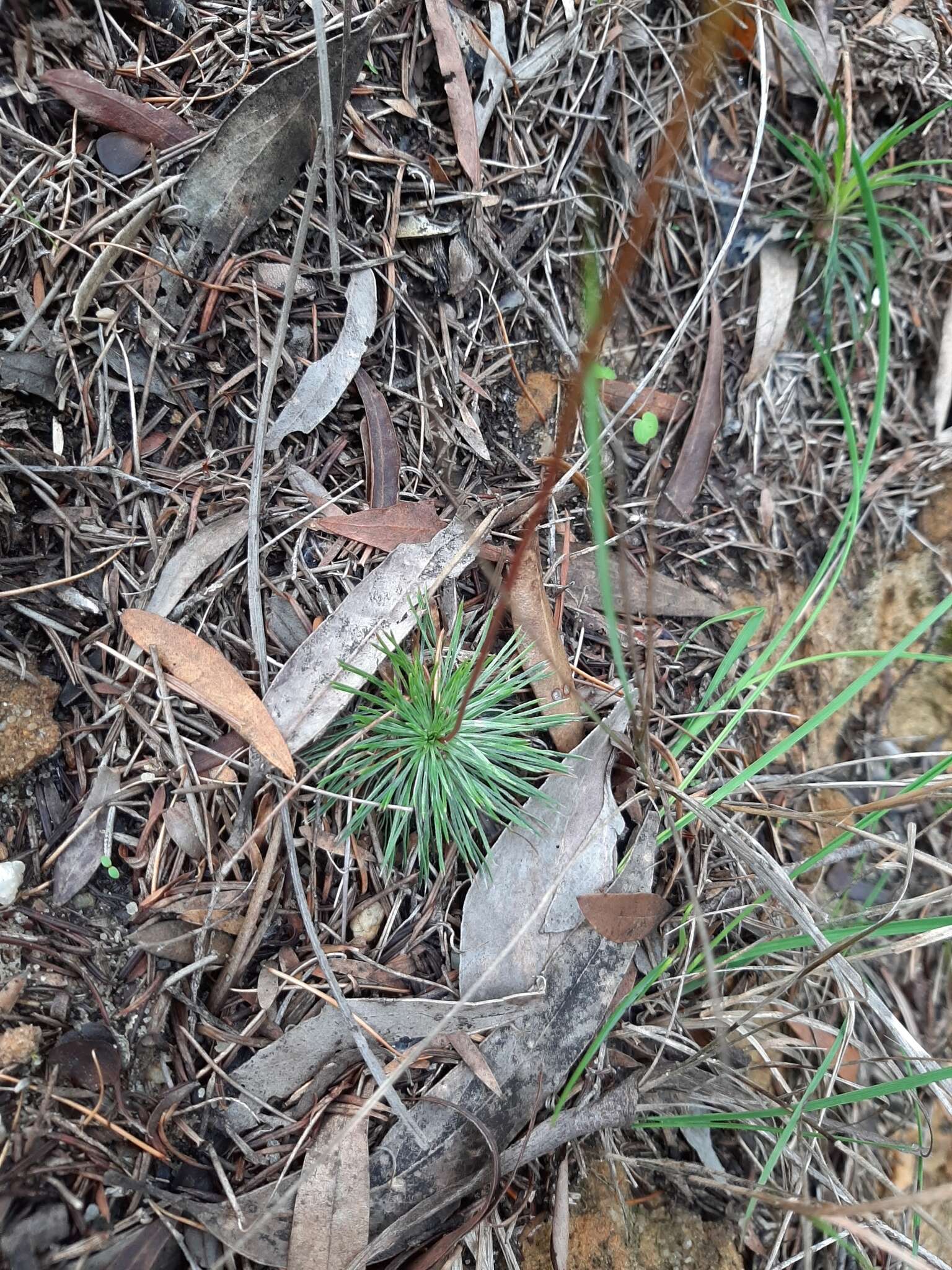 Image of Stylidium lineare Sw. ex Willd.