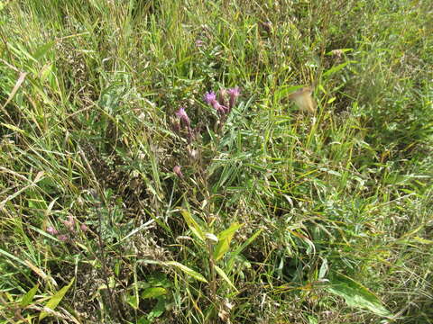 Image of Saussurea purpurata (Fisch. ex Herd.) Lipsch.