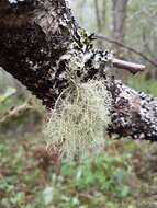 Image of perplexed beard lichen