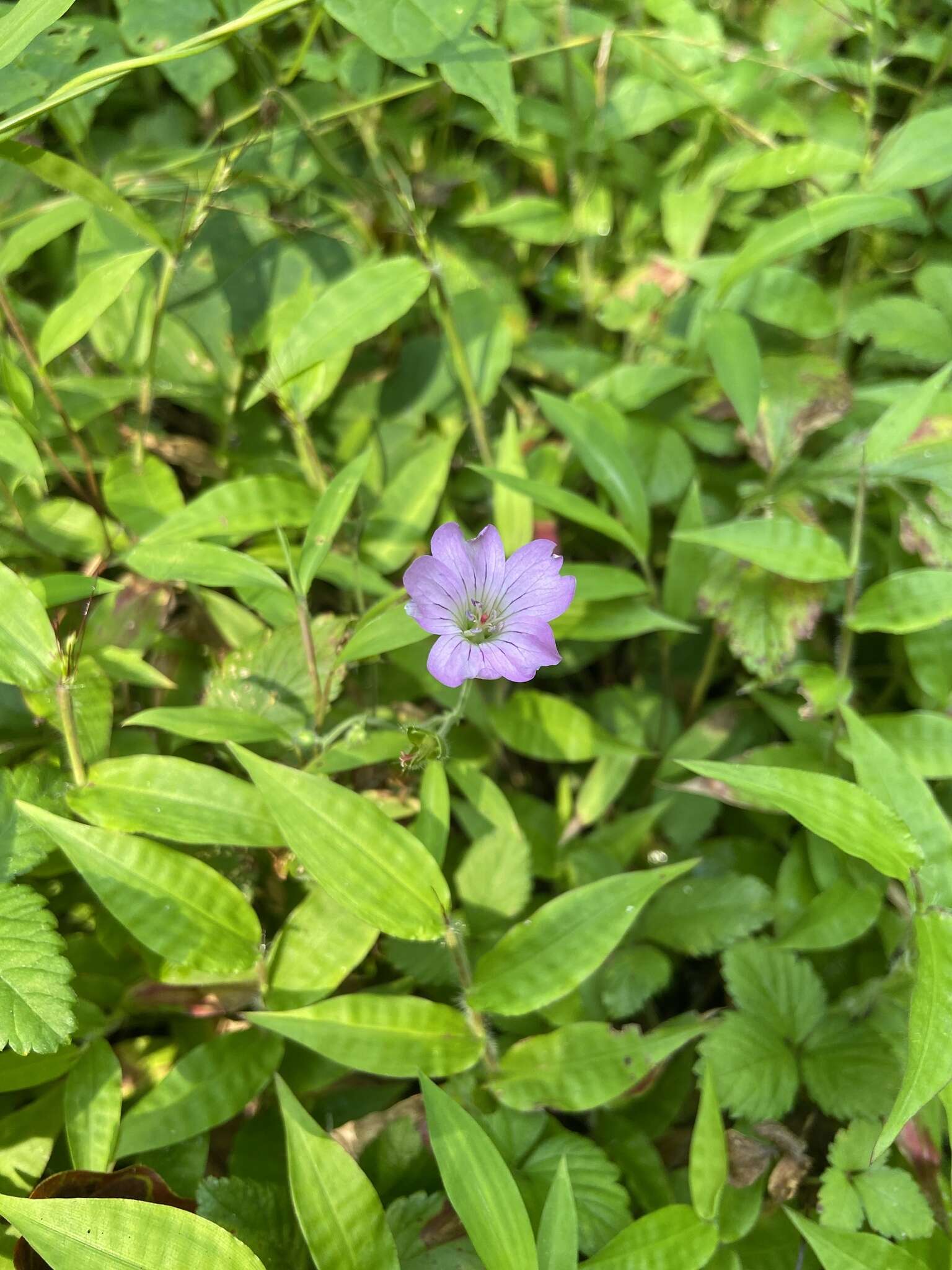 Image of Geranium gracile Ledeb. ex Nordm.