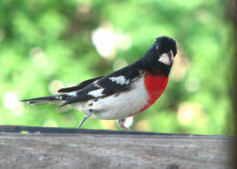 Image of Rose-breasted Grosbeak