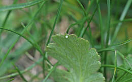 Image of Dusky Grizzled Skipper