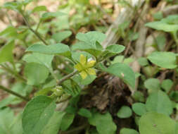 Image of Japanese yellow loosestrife