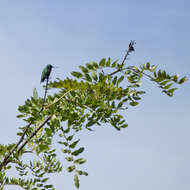 Image of Short-tailed Emerald